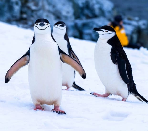 Penguins on the ice in Antarctica